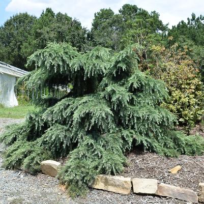 Cedrus deodara Devinely Blue