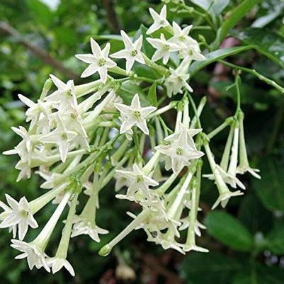 Cestrum nocturnum 