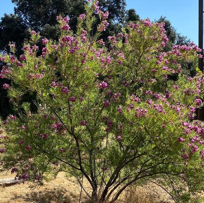 Chilopsis linearis Burgundy (Burgundy Lace)