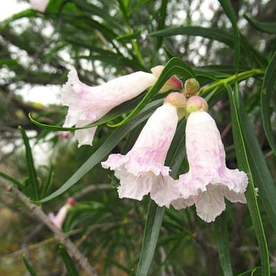 Chilopsis linearis Snowflurry