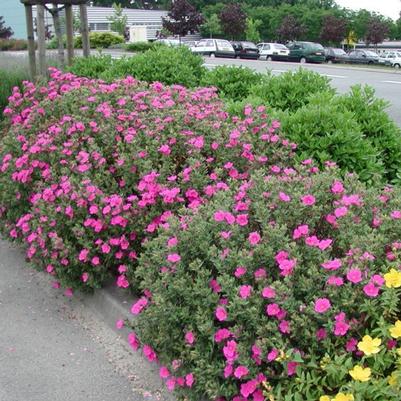 Cistus x pulverulentus Sunset