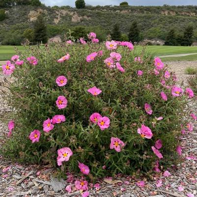 Cistus x purpureus 