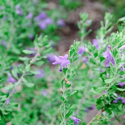 Leucophyllum langmaniae Rio Bravo