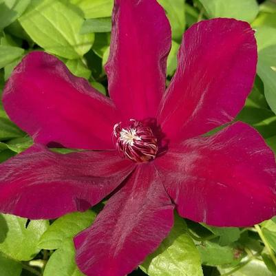 Clematis Westerplatte