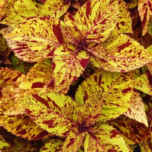Coleus scutellarioides ChargedUp&trade; Marble Mania