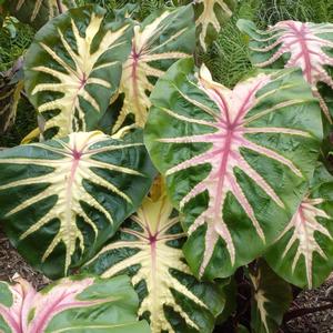 Colocasia esculenta Royal Hawaiian&reg; Waikiki