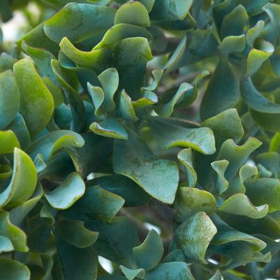 Crassula arborescens Blue Wave