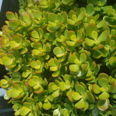 Crassula ovata Mini