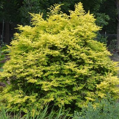 Ligustrum sinense Sunshine