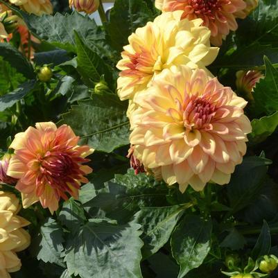 Dahlia LaBella&reg; Grande Fun Sunrise