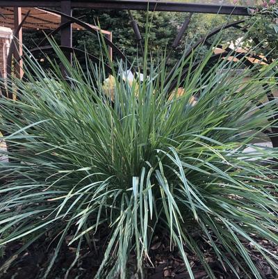 Dianella Coolvista&trade;