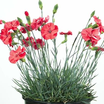 Dianthus allwoodii American Pie&reg; Orange Meringue