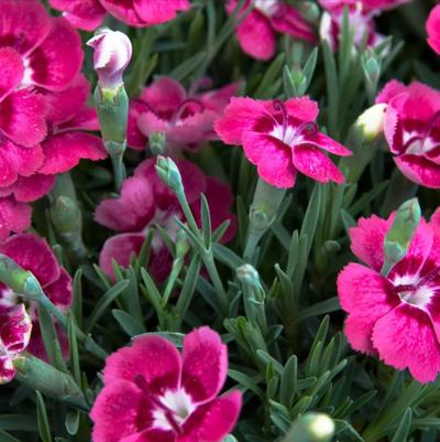 Dianthus Electric Pink