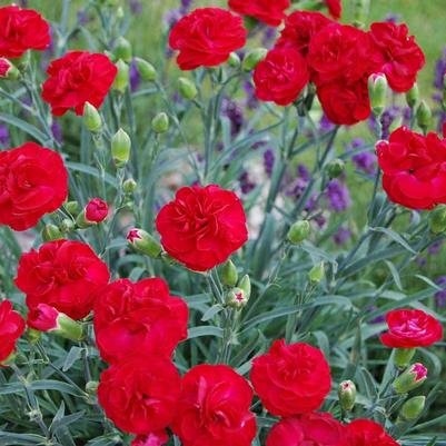 Dianthus Scent First&reg; Scent First Passion