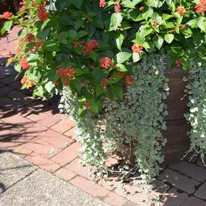 Dichondra argentea Silver Falls&trade;