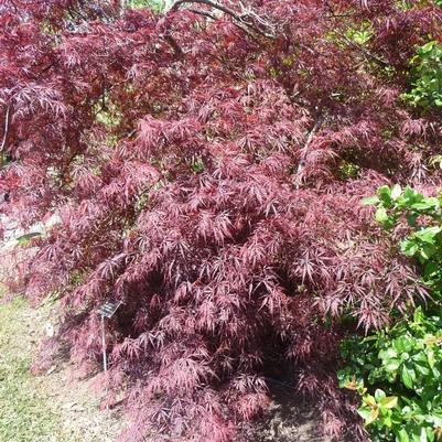 Acer palmatum dissectum Tamukeyama