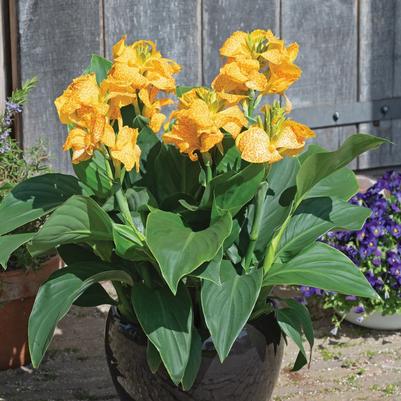 Canna x generalis Cannova&reg; Gold Leopard