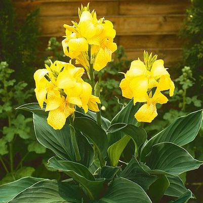 Canna x generalis Cannova&reg; Yellow