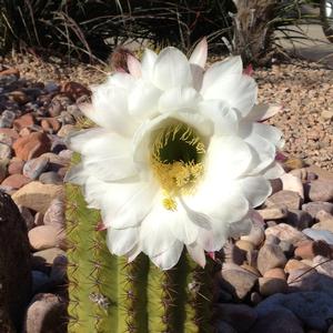 Echinopsis terscheckii 