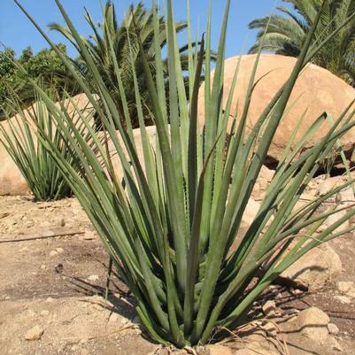 Furcraea macdougalii 
