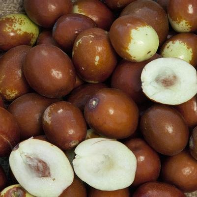 Jujube Sugarcane