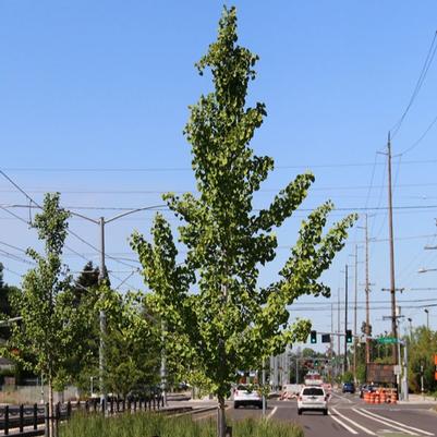 Ginkgo biloba Princeton Sentry