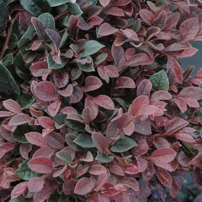 Loropetalum chinense Plum Delight