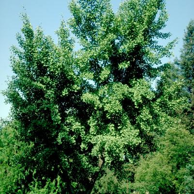 Ginkgo biloba Presidential Gold