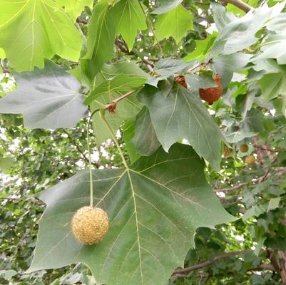 Platanus x acerifolia Bloodgood