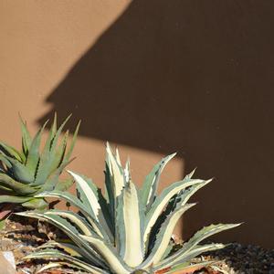 Agave americana var. medio-picta Alba