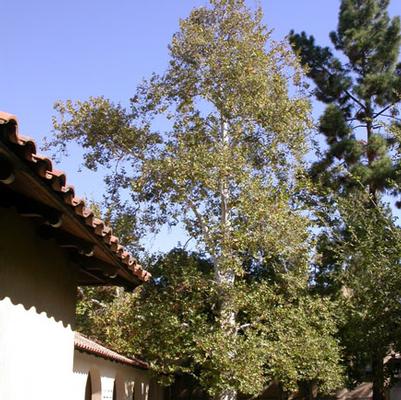 Platanus racemosa 