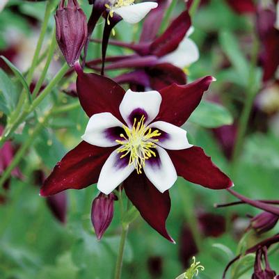 Aquilegia Swan Burgundy and White