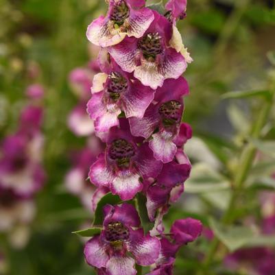 Angelonia Angeldance Fuchsia Bicolor