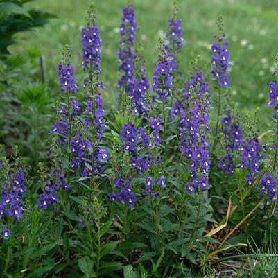 Angelonia Guardian Angel Blue