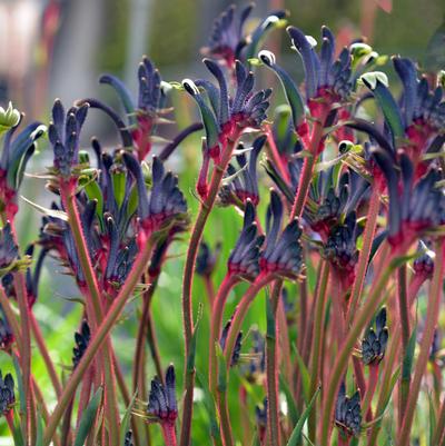 Anigozanthos Celebrations Jazz