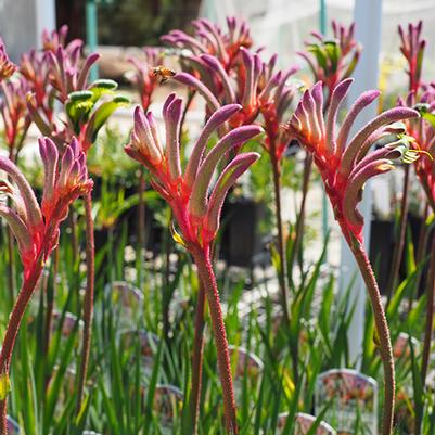 Anigozanthos Kings Park Royale