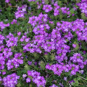Verbena Tapien Lilac
