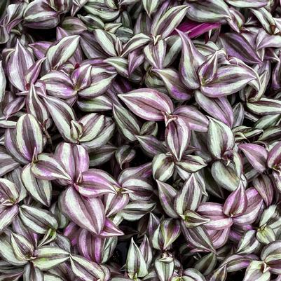 Tradescantia zebrina 