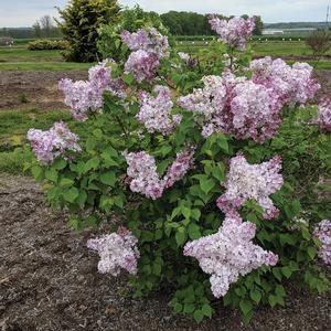 Syringa vulgaris New Age&trade; Pink Flush