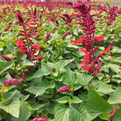Salvia splendens x darcyi