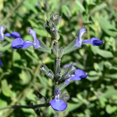 Salvia chamaedryoides 