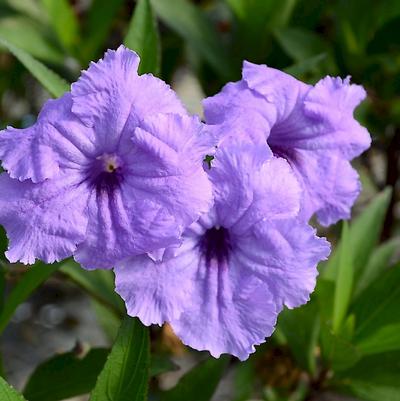 Ruellia simplex Mayan Compact Purple