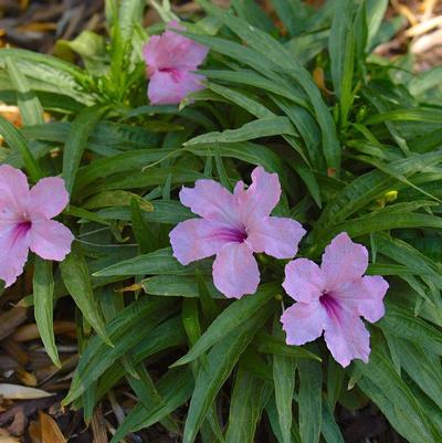 Ruellia simplex Brittonia Compacta Pink