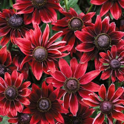 Rudbeckia hirta Cherry Brandy