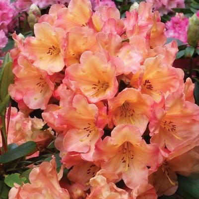 Rhododendron Honey Butter