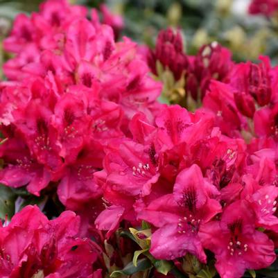 Rhododendron Nova Zembla