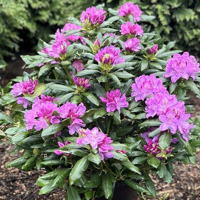 Rhododendron Roseum Pink