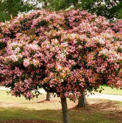 Rhaphiolepis indica Rosalinda®