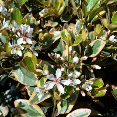 Rhaphiolepis indica Fiesta