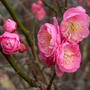 Prunus mume Peggy Clarke